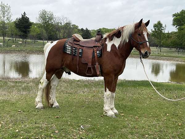 cross-draft-horse