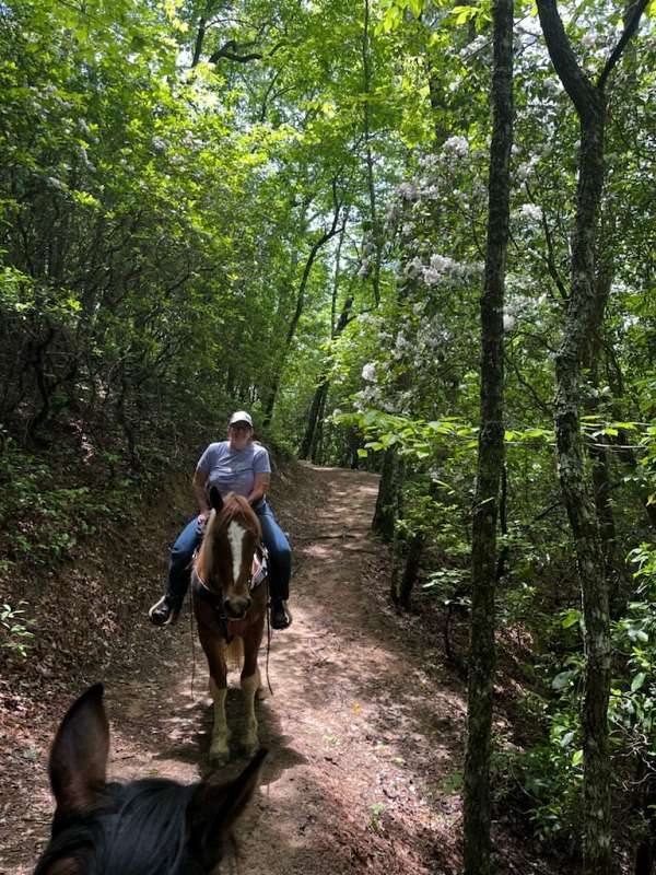 flashy-draft-horse