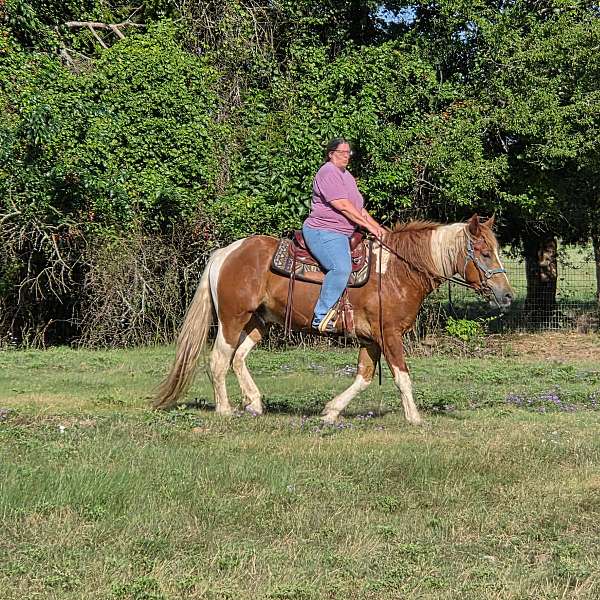 trail-draft-horse