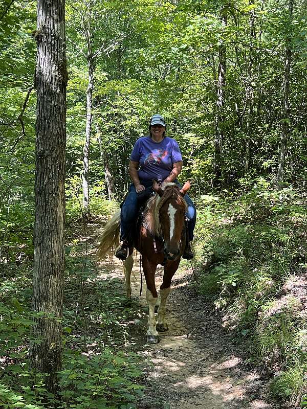 mounted-patrol-draft-horse