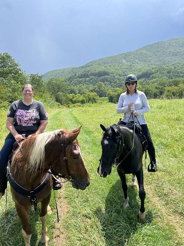 cross-horse