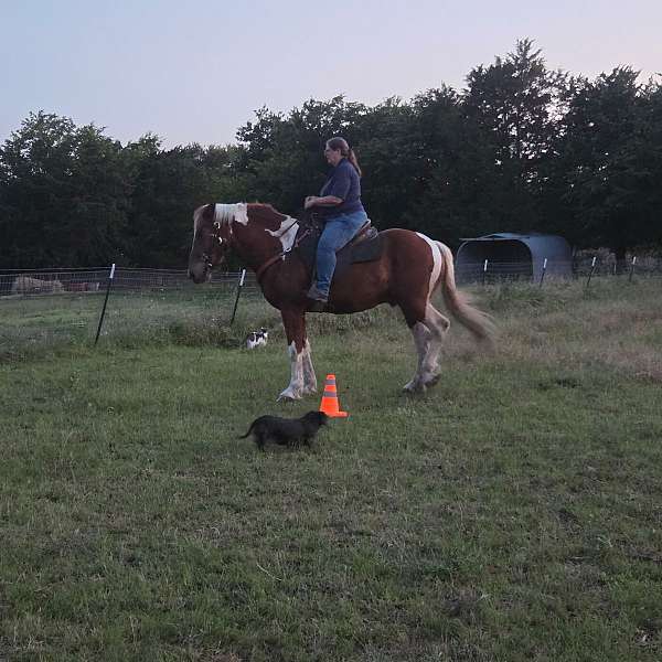 dressage-horse
