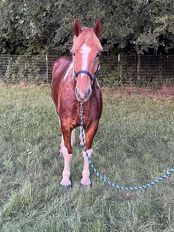 flashy-horse