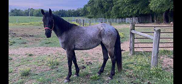 finished-friesian-quarter-horse