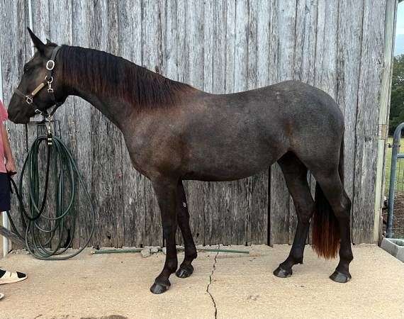performance-friesian-quarter-horse