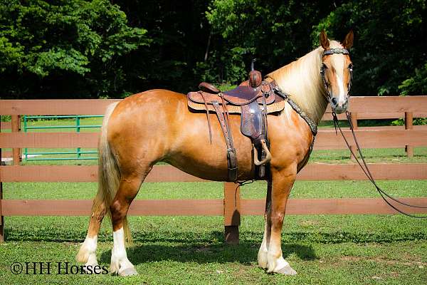 tr-belgian-horse