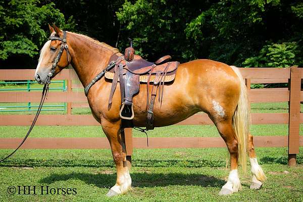 all-around-belgian-horse