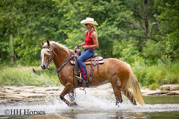 athletic-belgian-horse