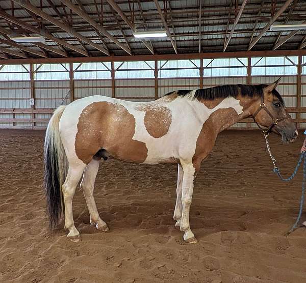 abra-pinto-gelding