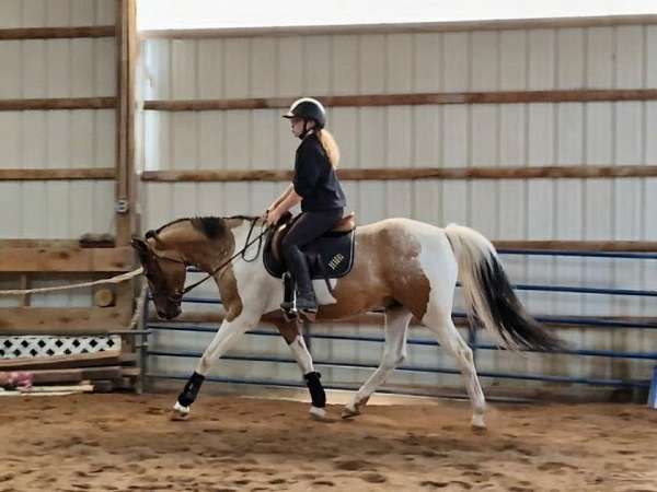 abra-pinto-horse