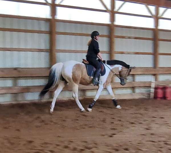 buckskin-tobiano-horse