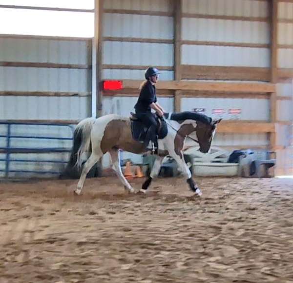all-around-pinto-horse