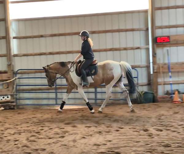 athletic-pinto-horse