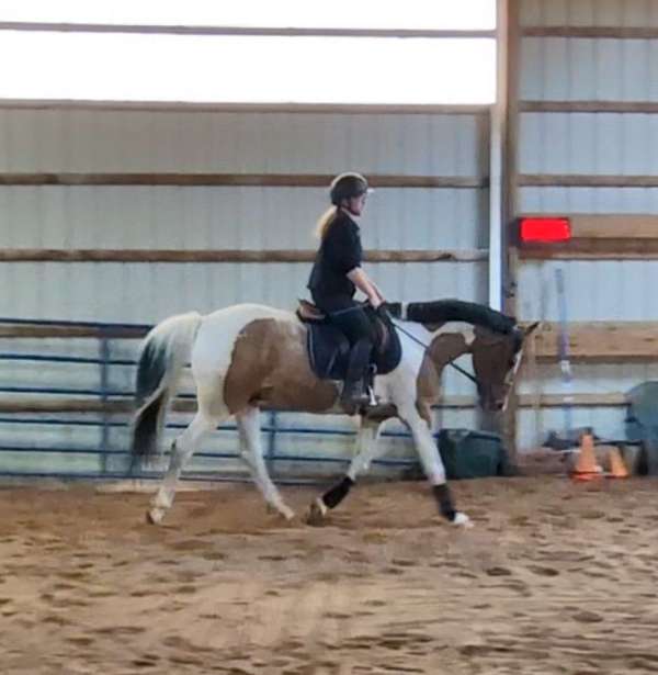 double-registered-pinto-horse
