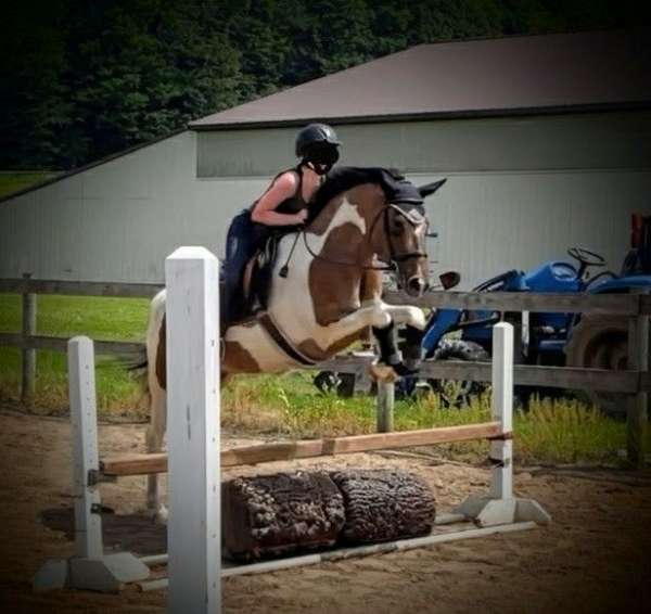 dressage-pinto-horse