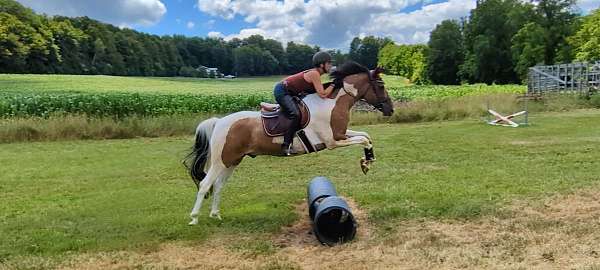 equitation-pinto-horse
