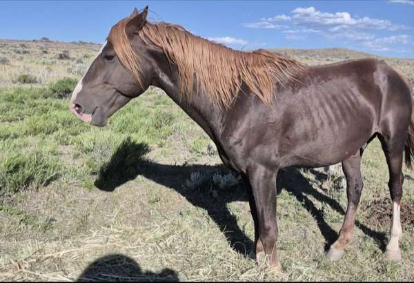 chestnut-liver-chestnut-morgan-gelding