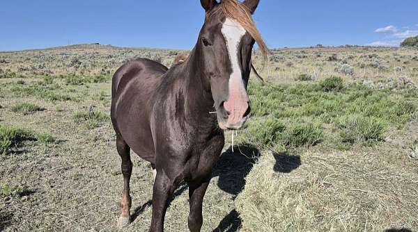 chestnut-liver-chestnut-morgan-stallion