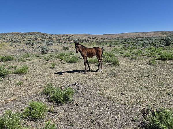 bay-single-star-horse
