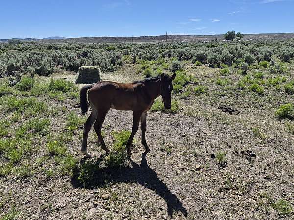 astronomicallee-morgan-horse