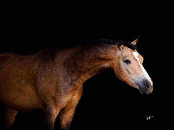 ending-in-snip-between-nostrils-right-hind-half-stocking-pony