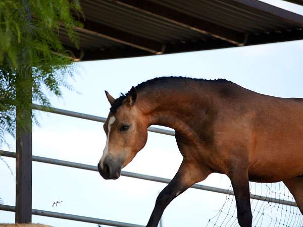 lower-on-insid-pony