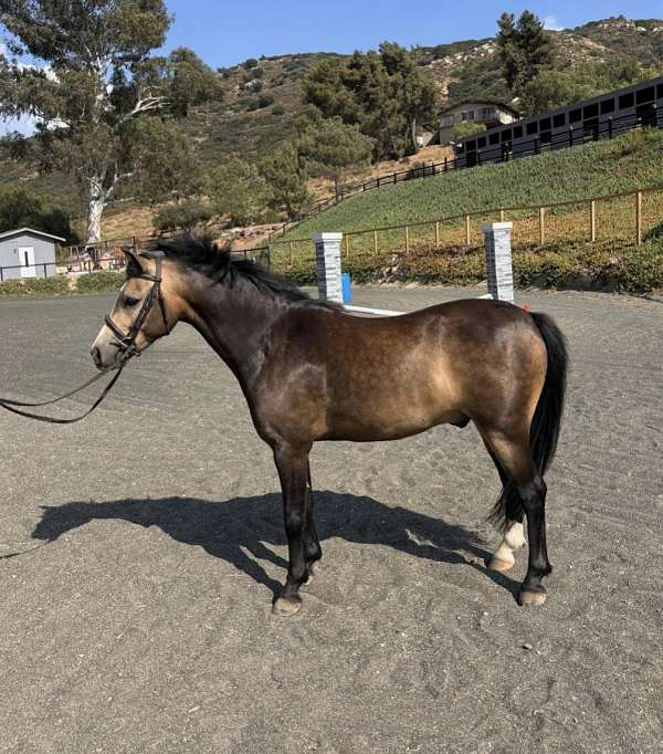 buckskin-ending-in-snip-between-nostrils-right-hind-half-stocking-pony