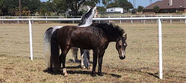 champion-sire-welsh-pony