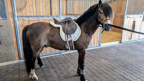 dapple-welsh-pony