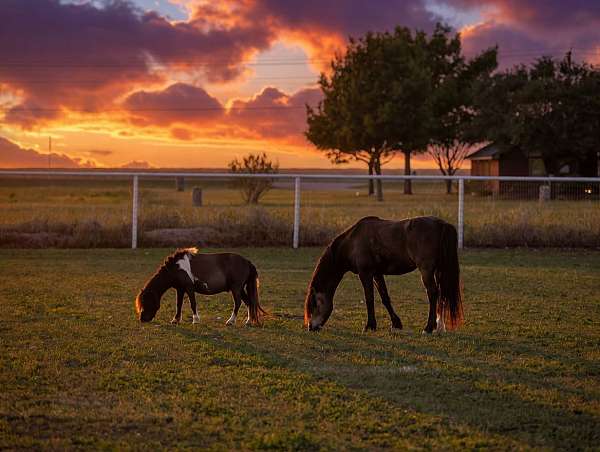 dream-welsh-pony
