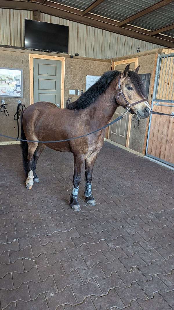 dapple-buckskin-welsh-pony