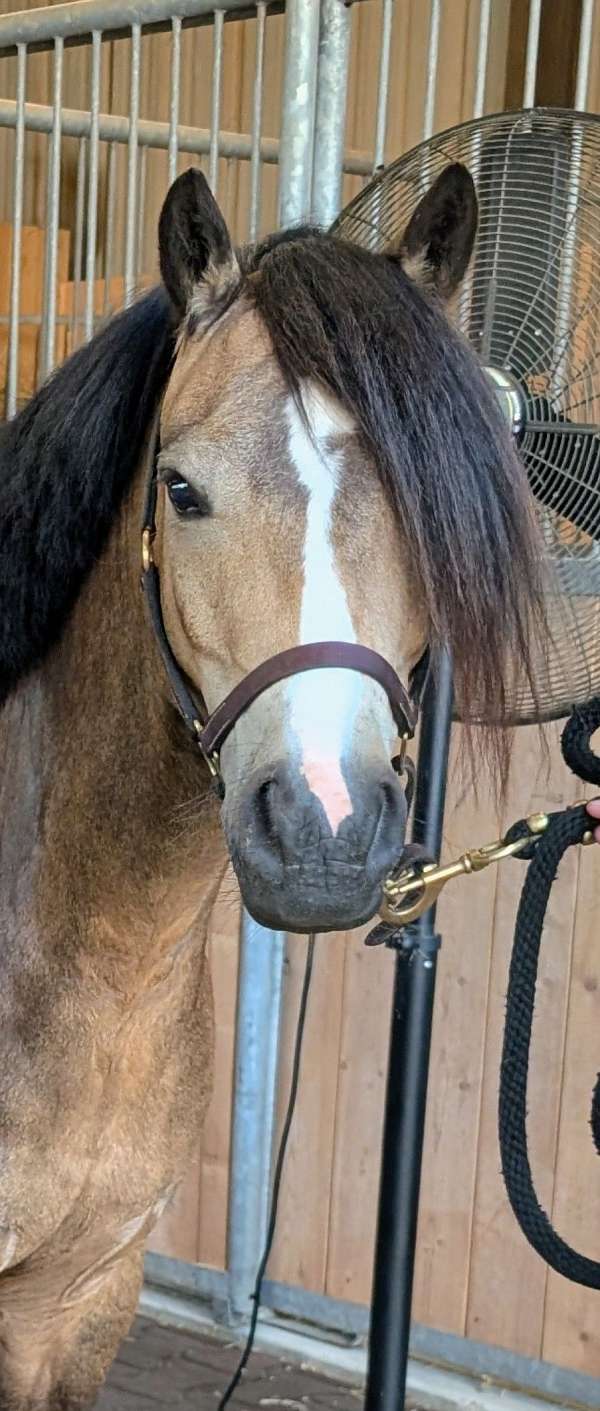 fancy-mover-welsh-pony