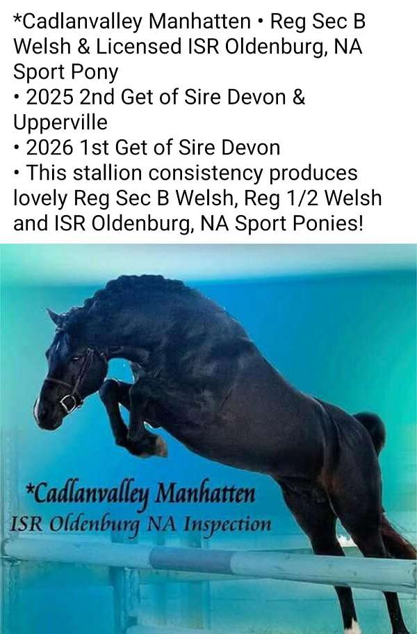 high-welsh-pony