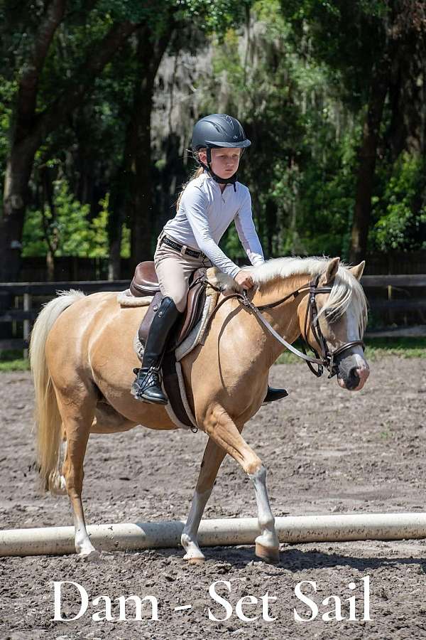 keeper-welsh-pony