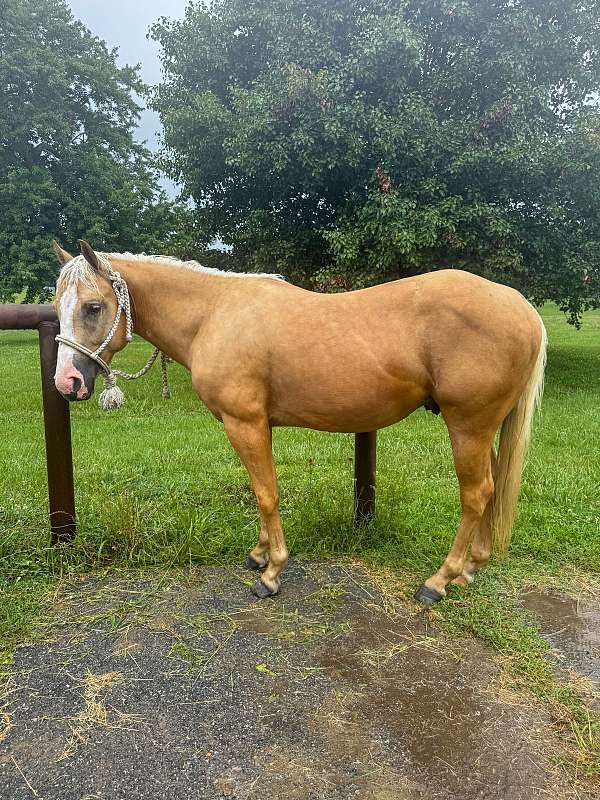 reined-cow-colt-stallion