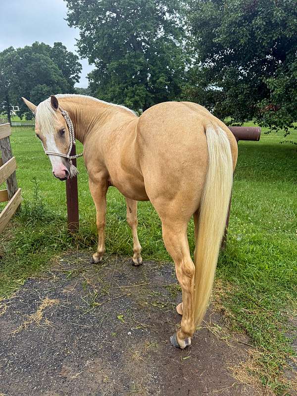 palomino-aqha-phba-colt-stallion