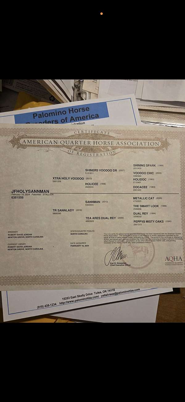 aqha-phba-palomino-colt-stallion
