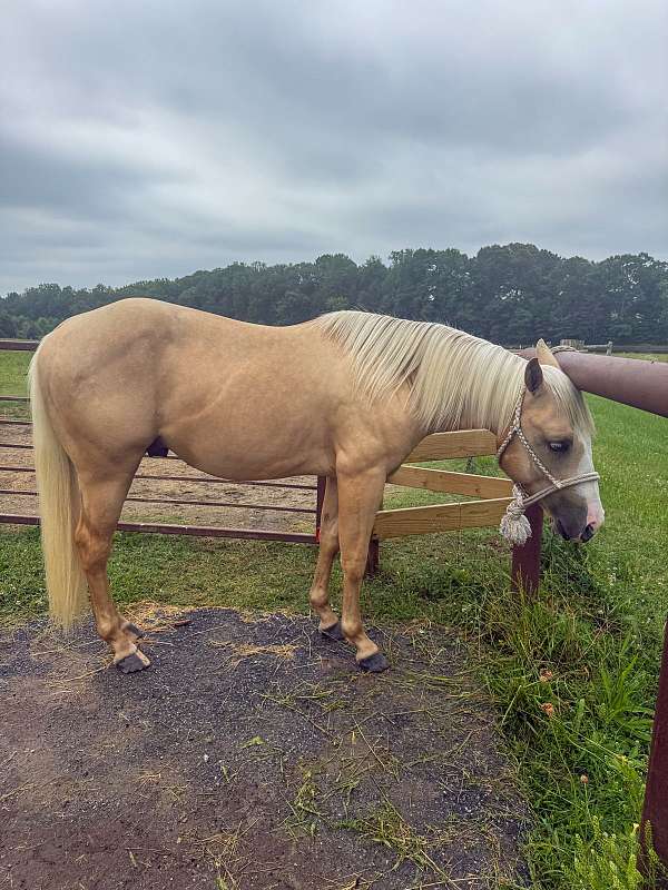 aqha-phba-colt-stallion