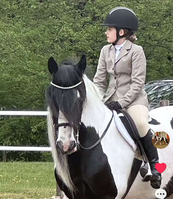 equitation-gypsy-vanner-pony