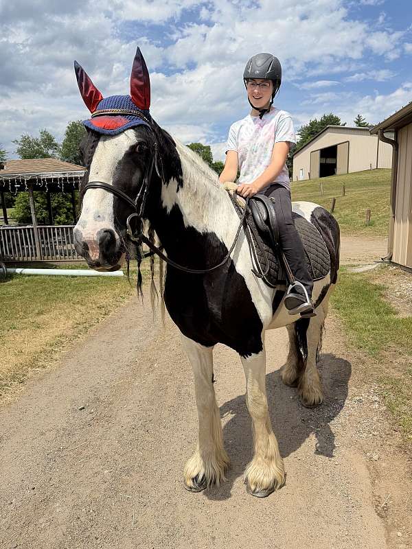 homozygous-black-gypsy-vanner-pony