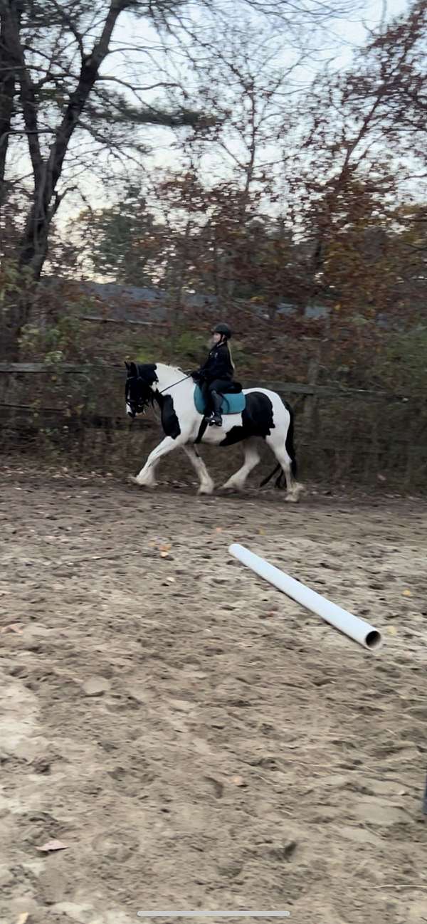 color-producer-gypsy-vanner-pony