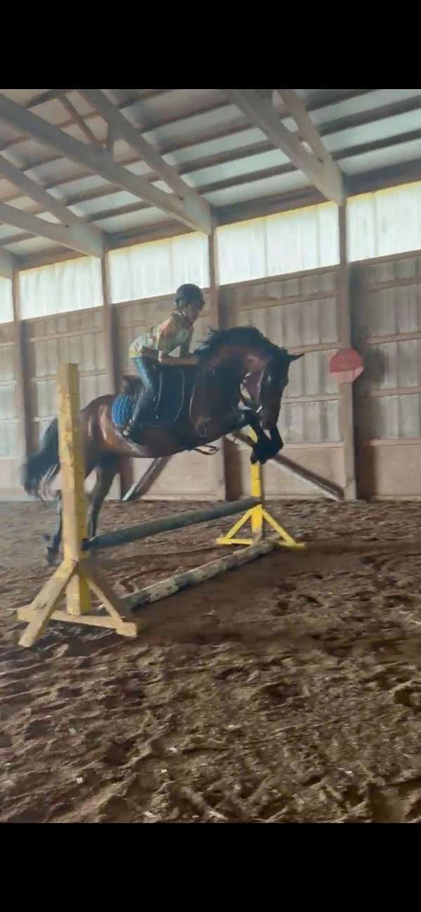 cowboy-mounted-shooting-morgan-pony