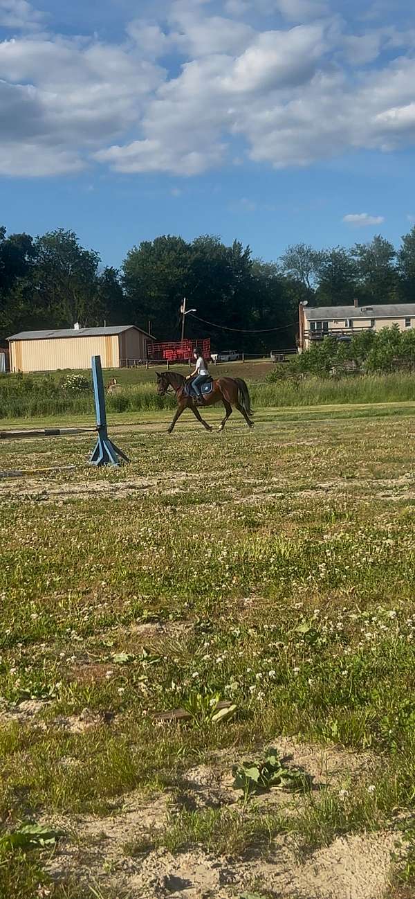 drill-team-morgan-pony