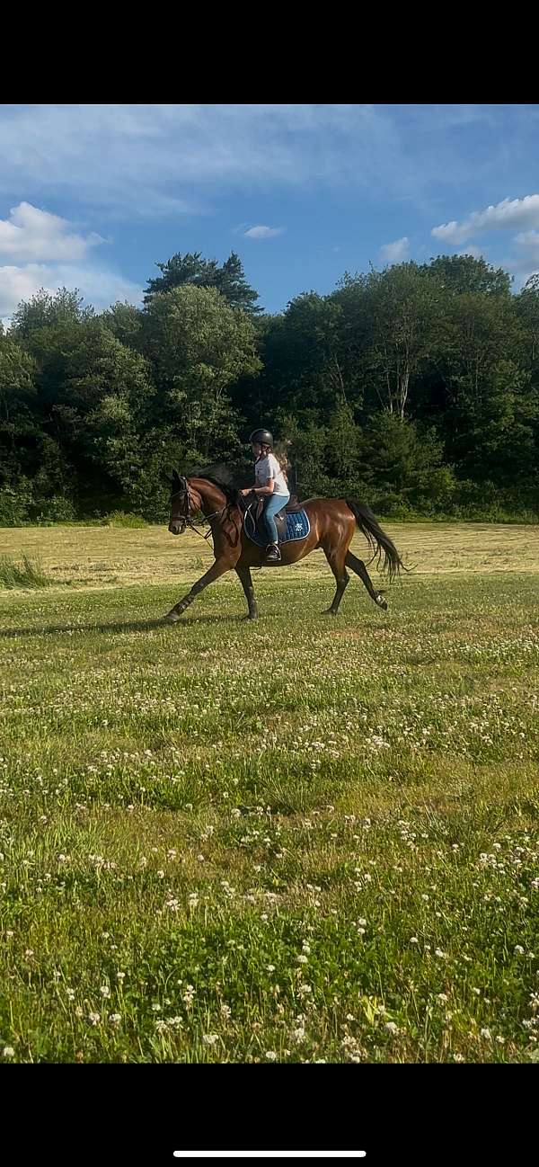 ridden-morgan-pony