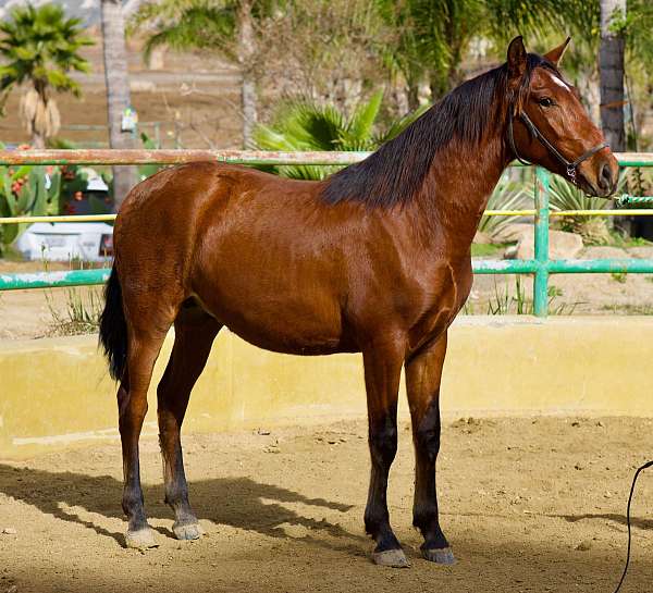 colt-andalusian-horse