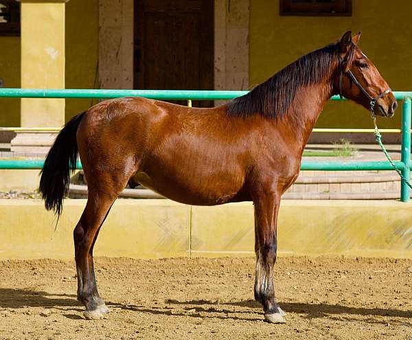 ancce-andalusian-horse