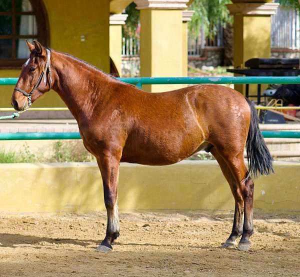 ialha-andalusian-horse