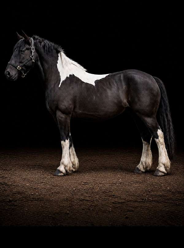companion-draft-spotted-horse