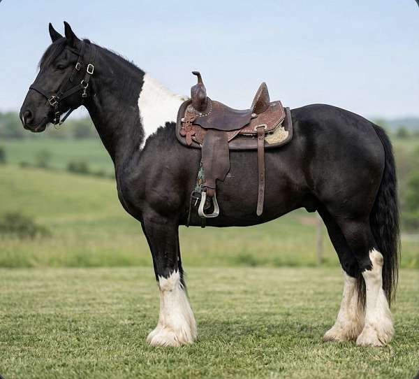 pole-draft-spotted-horse