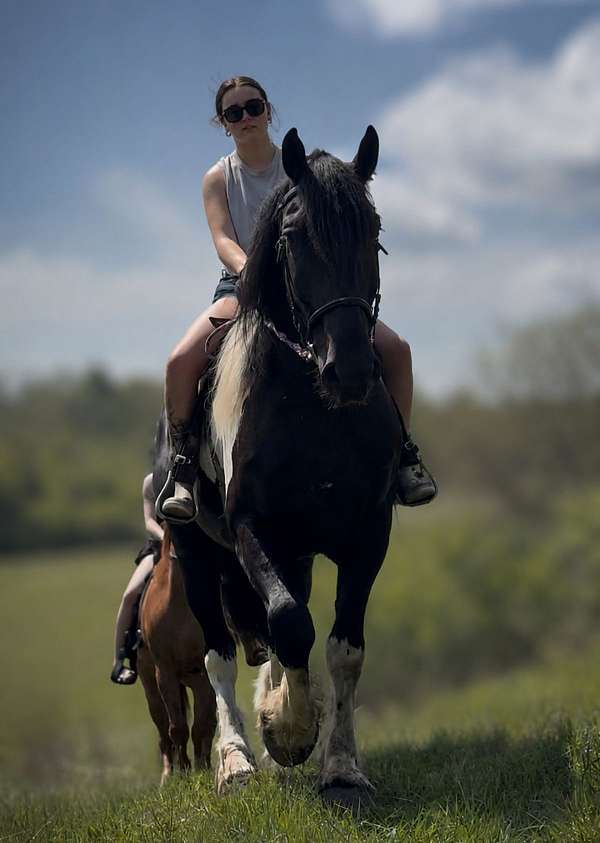 trail-riding-draft-spotted-horse